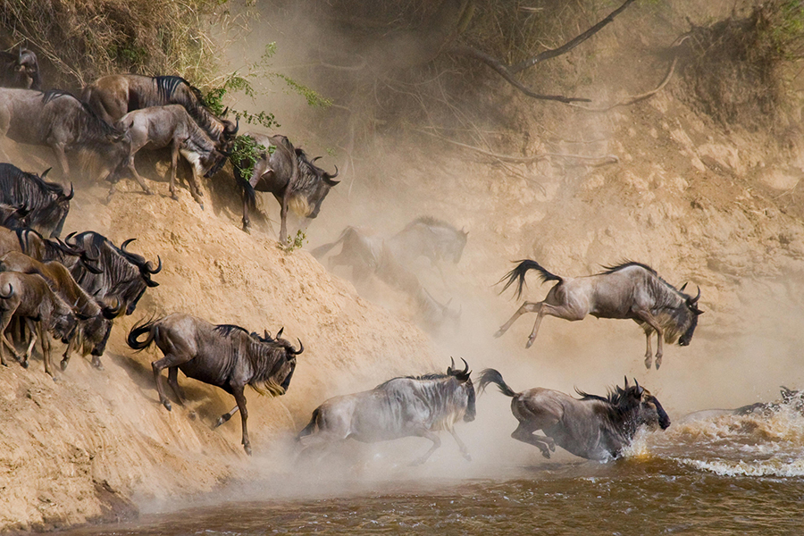 Wildebeests Migration Safari